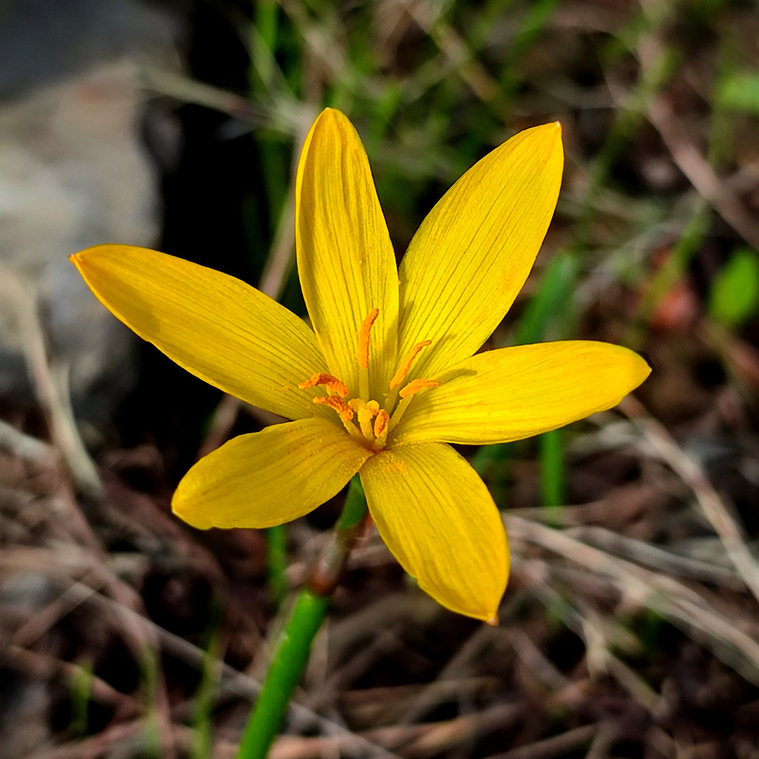 Zephyranthes Citrina
