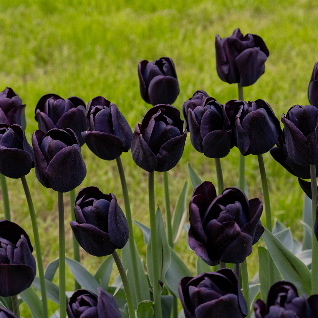 Tulp Nightwish