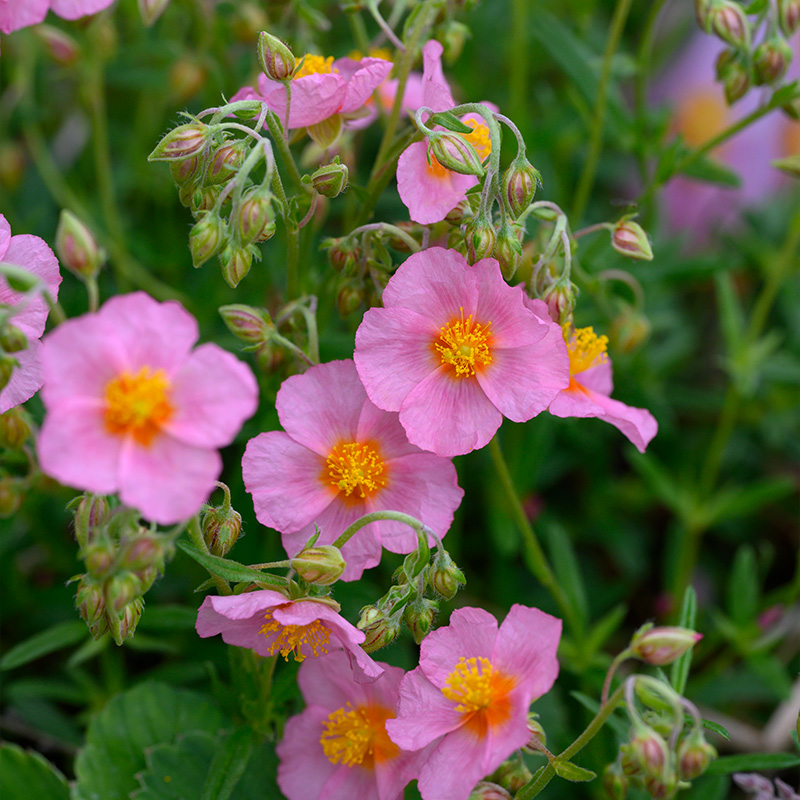 Hélianthème rose et jaune (Helianthemum) 'Lawrenson's Pink'