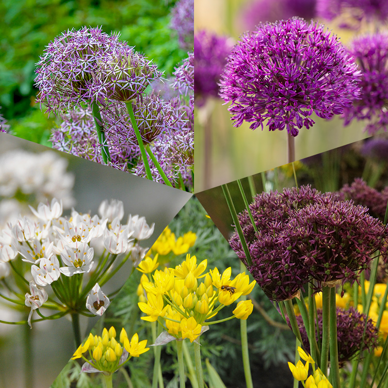 Collection de Bulbes Allium à 250