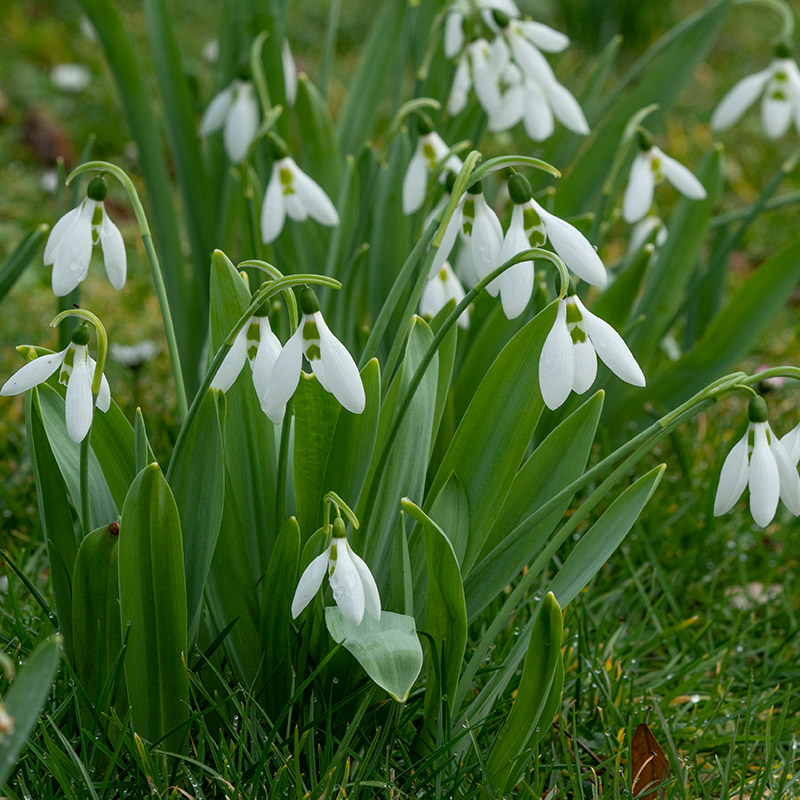 Emballage XL Galanthus