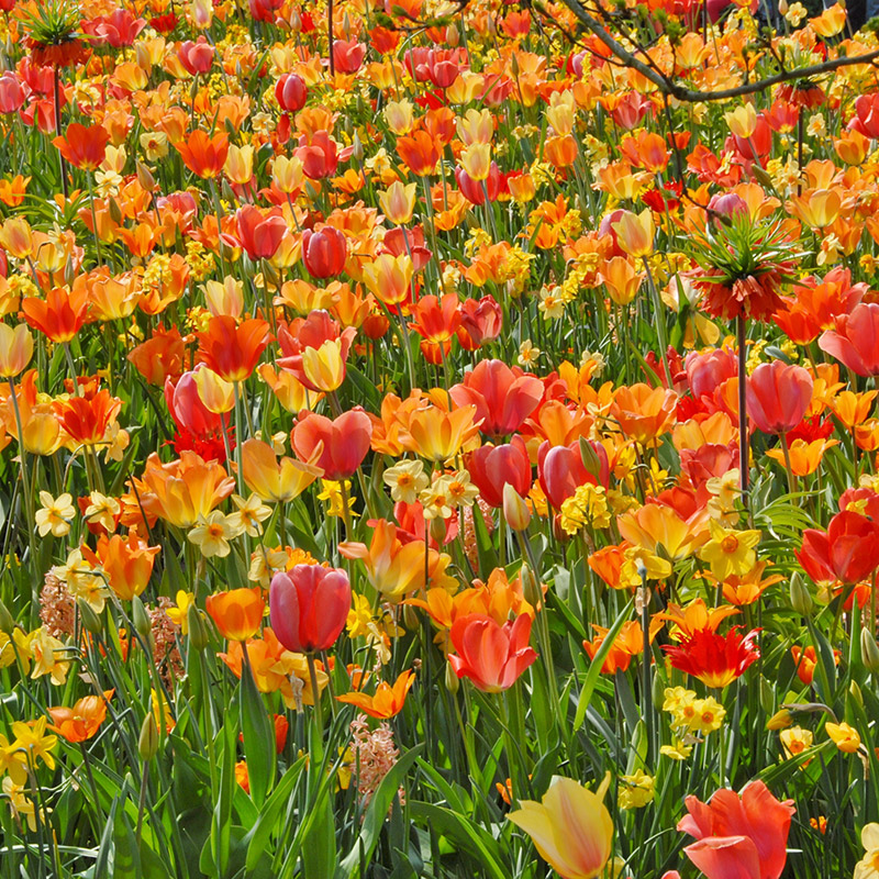 Bulbes de printemps collection "on Fire"