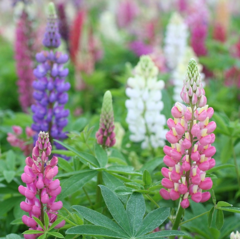 Lupine Russel Hybrids