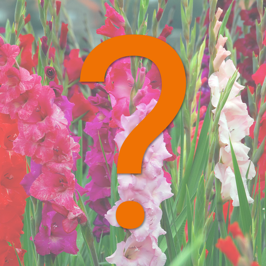 Glaïeuls à grandes fleurs mélange