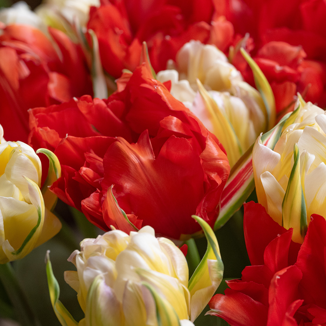 Tulip Love Valley