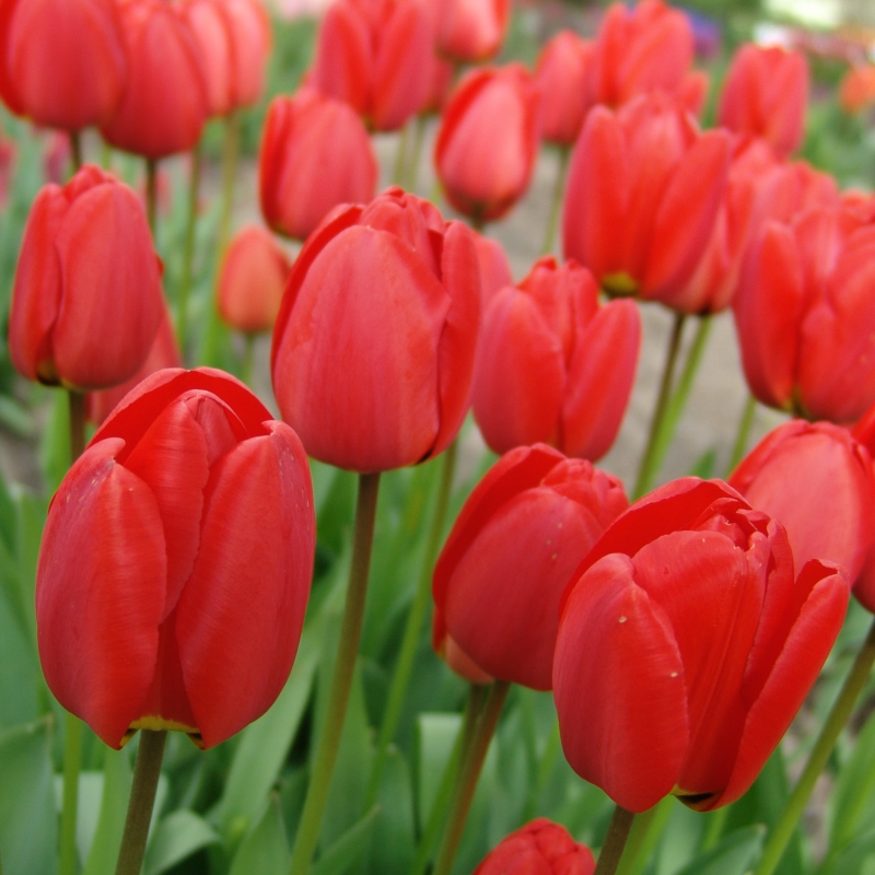 Tulipe Parade