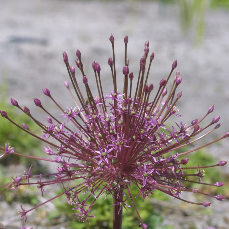 Allium schubertii