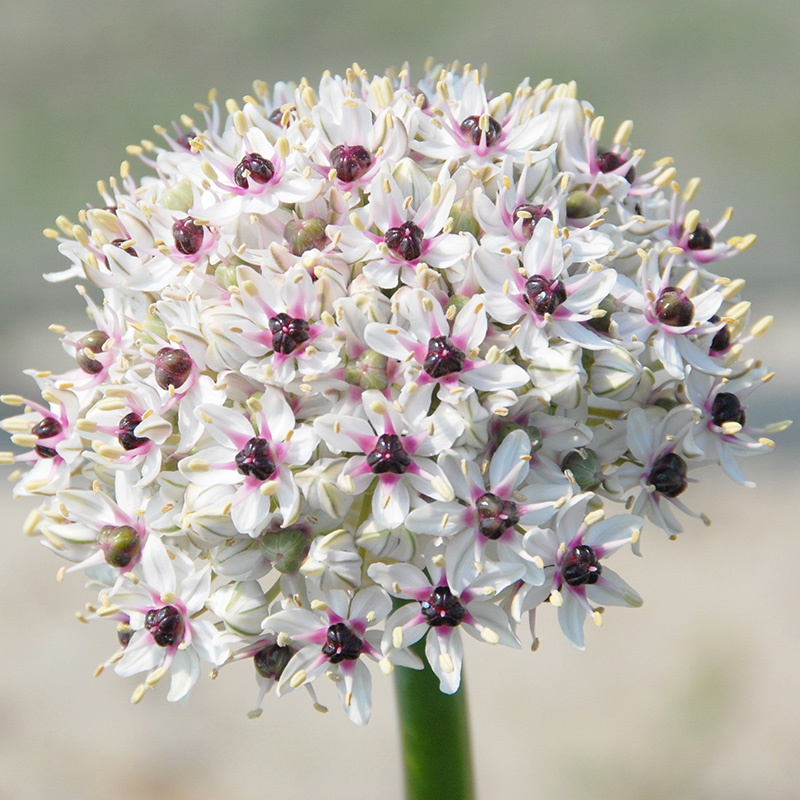 Allium Silver Spring