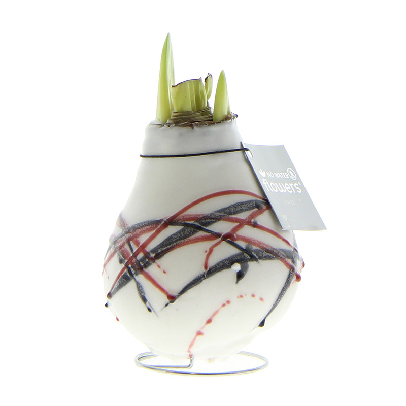 Wax Amaryllis Van Gogh Blanc