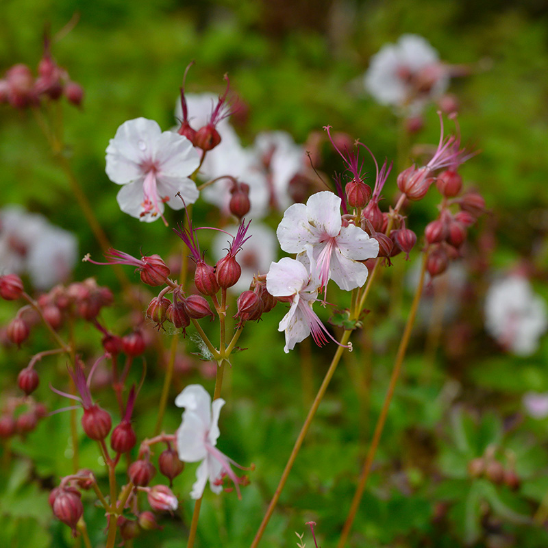 Bec de Grue (Geranium cant.) 'Biokovo'