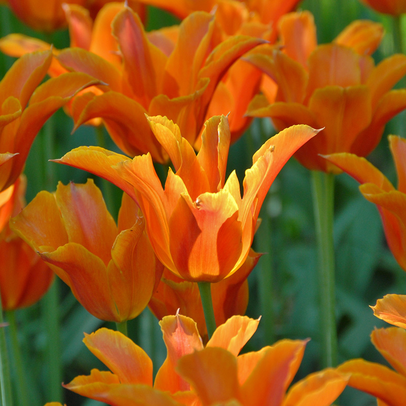 Tulipe Ballerina