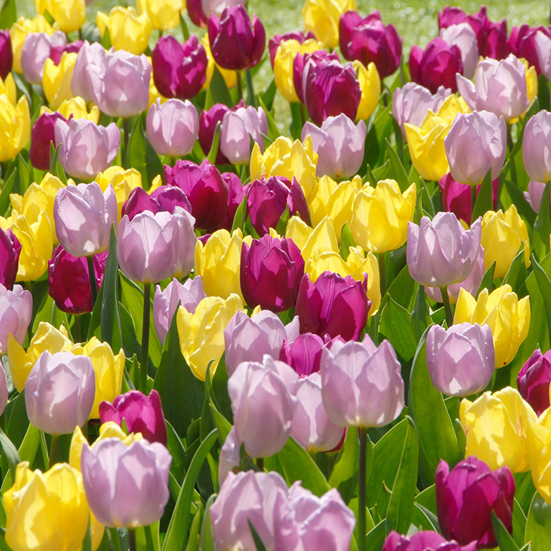 Prince tulipes collection "Prince of Love"