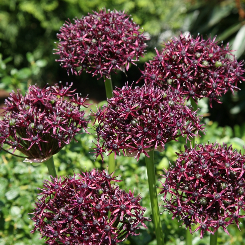 Allium atropurpureum