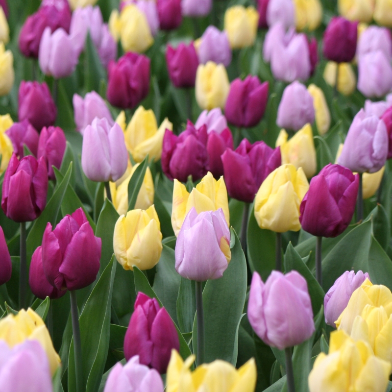 Mélange de tulipes à floraison moyenne