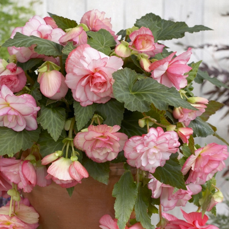 Bégonia pendula rose