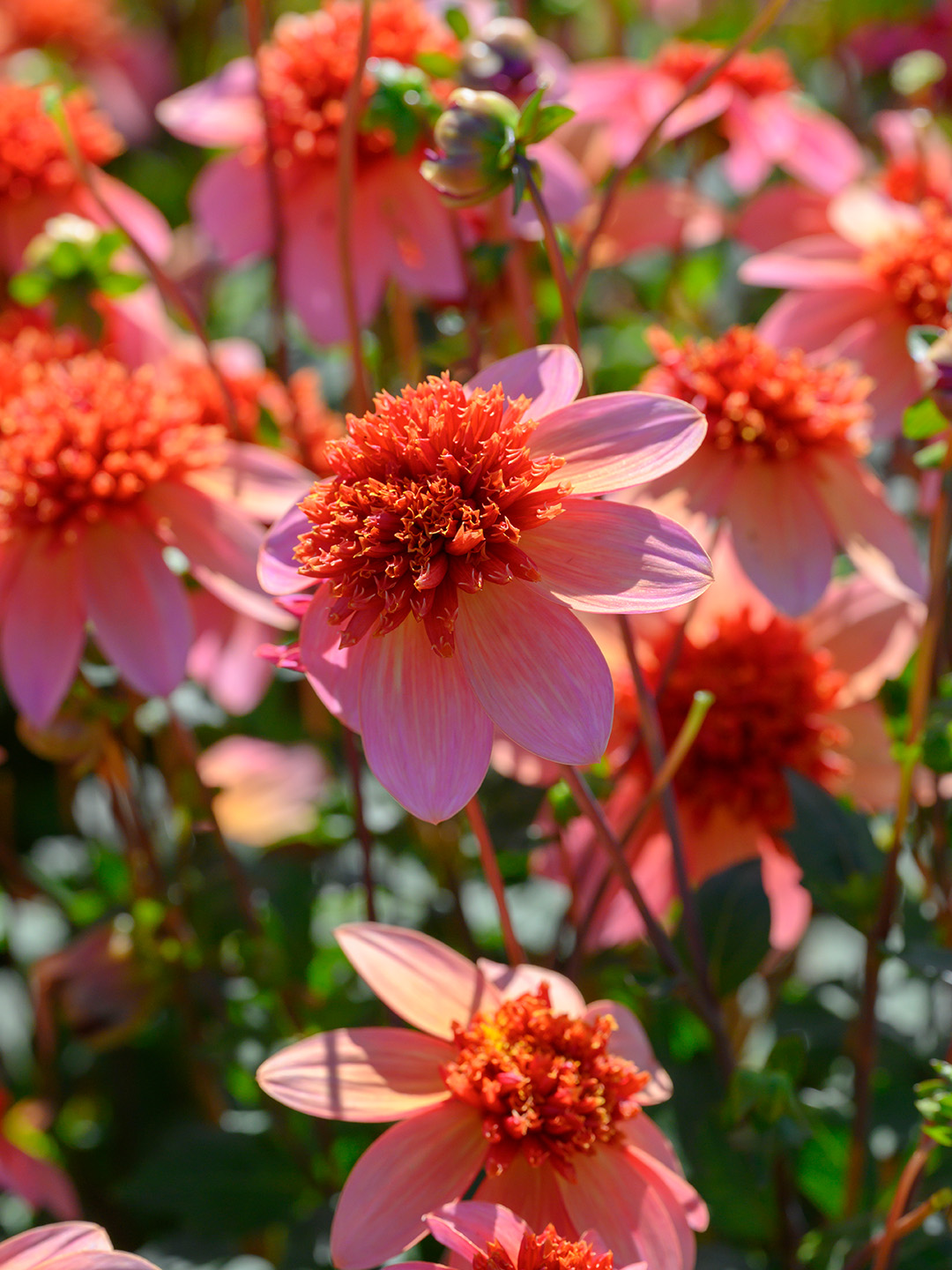 Dahlia Totally Tangerine