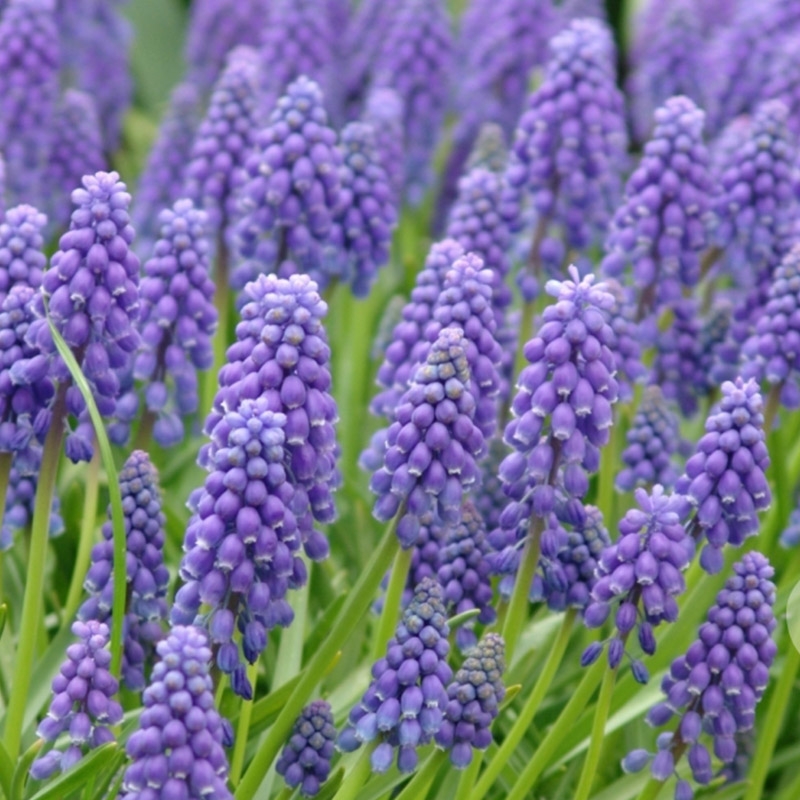 Emballage XL Muscari armeniacum