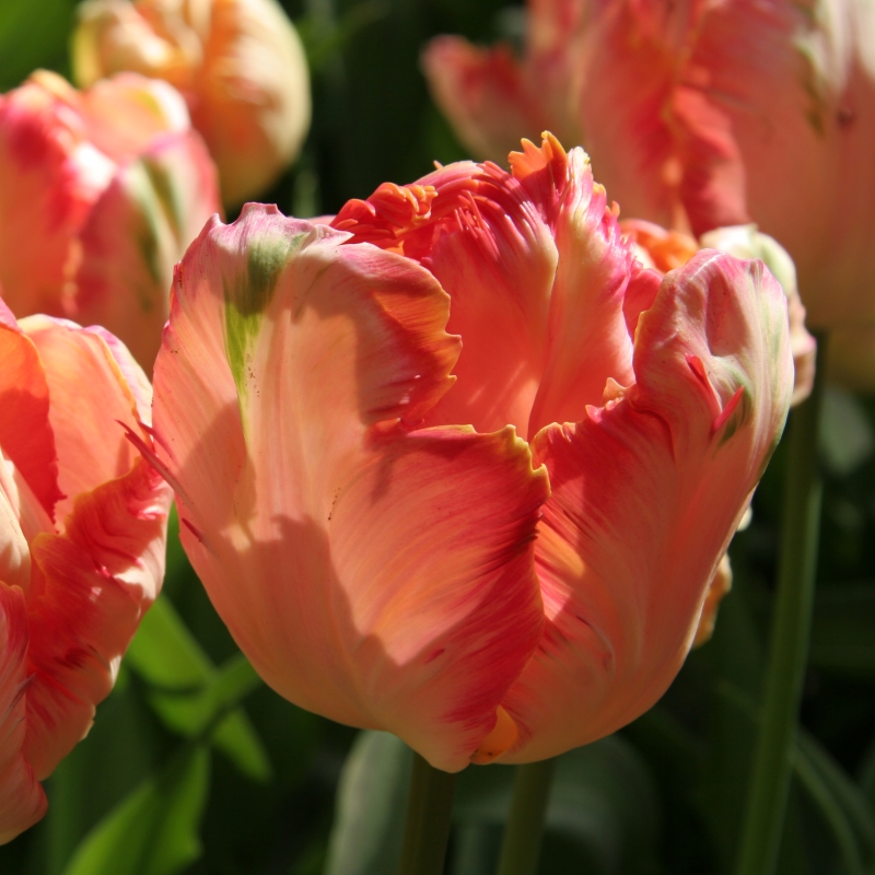 Tulipe Apricot Parrot