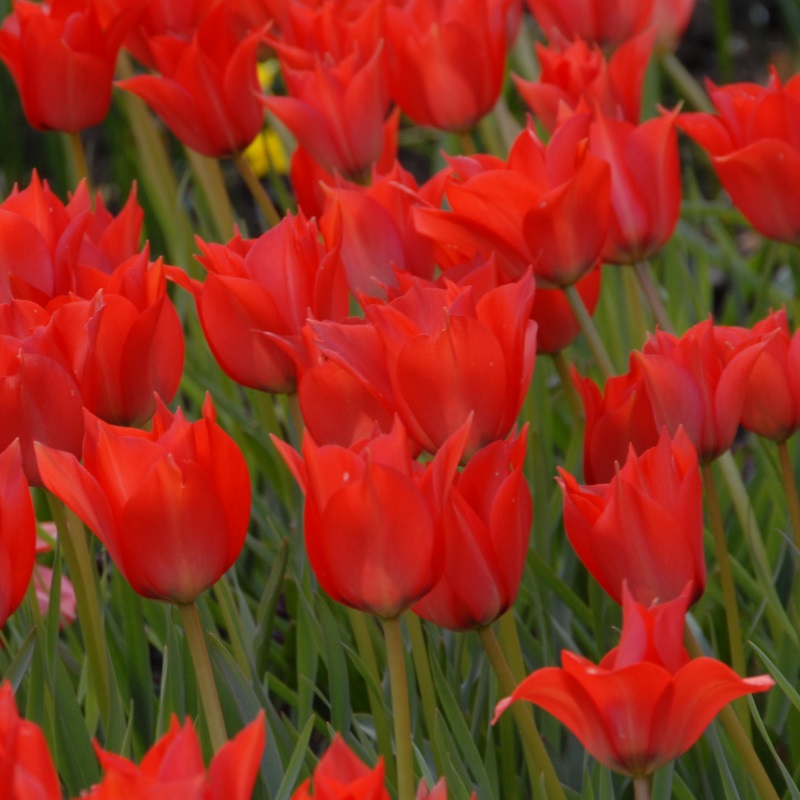 Tulipe Linifolia