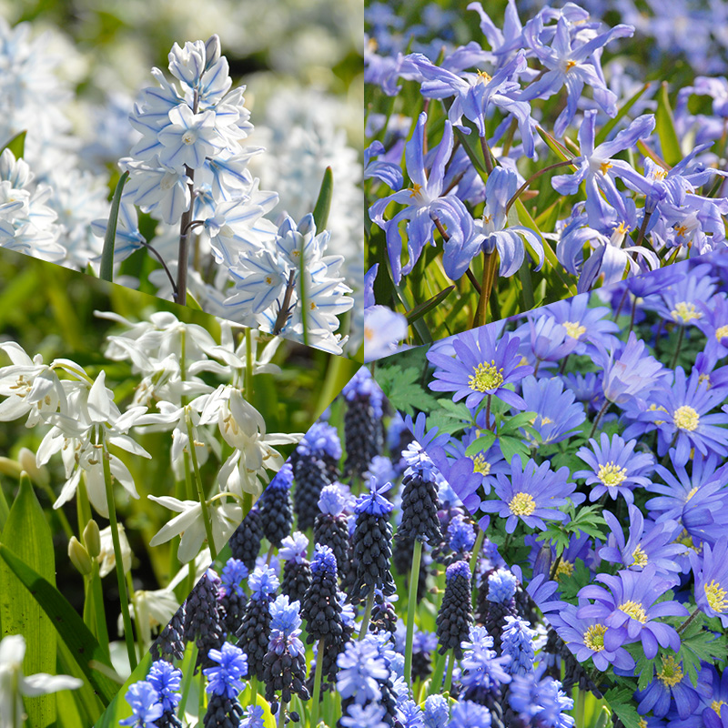 Collection de Bulbes Bleu de Delft à 250