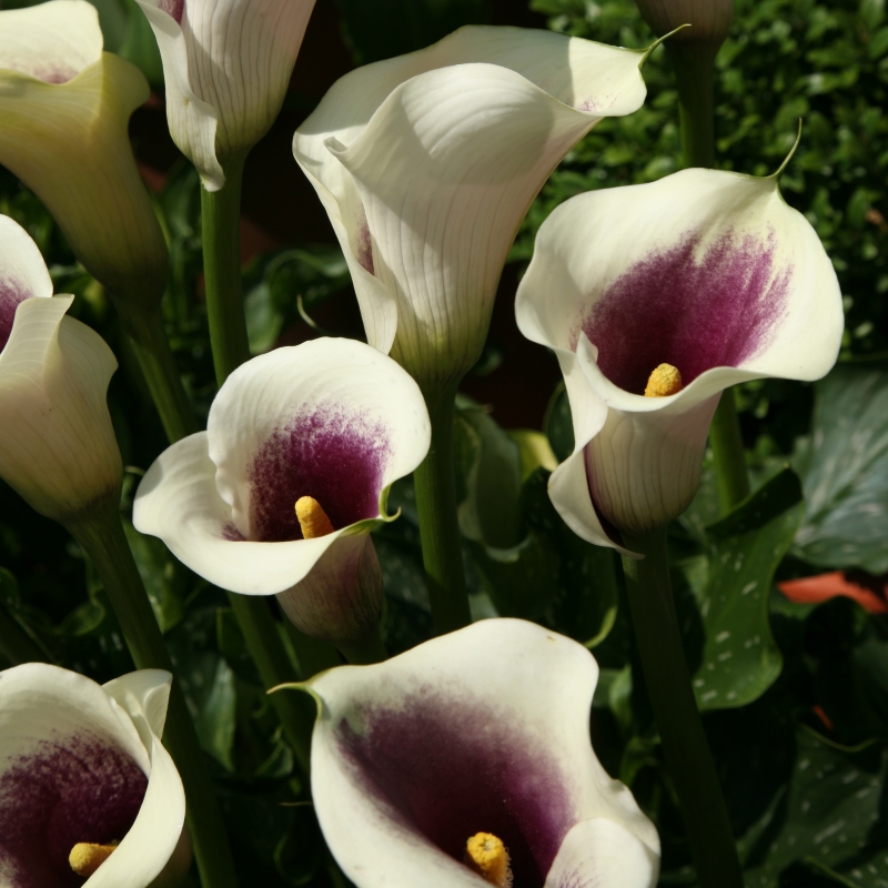 Zantedeschia Picasso