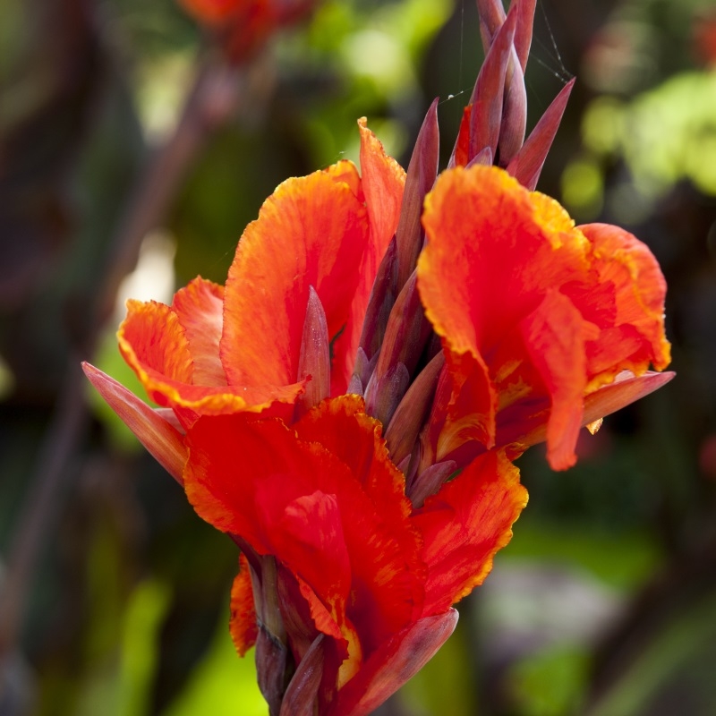 Canna Roi Humbert
