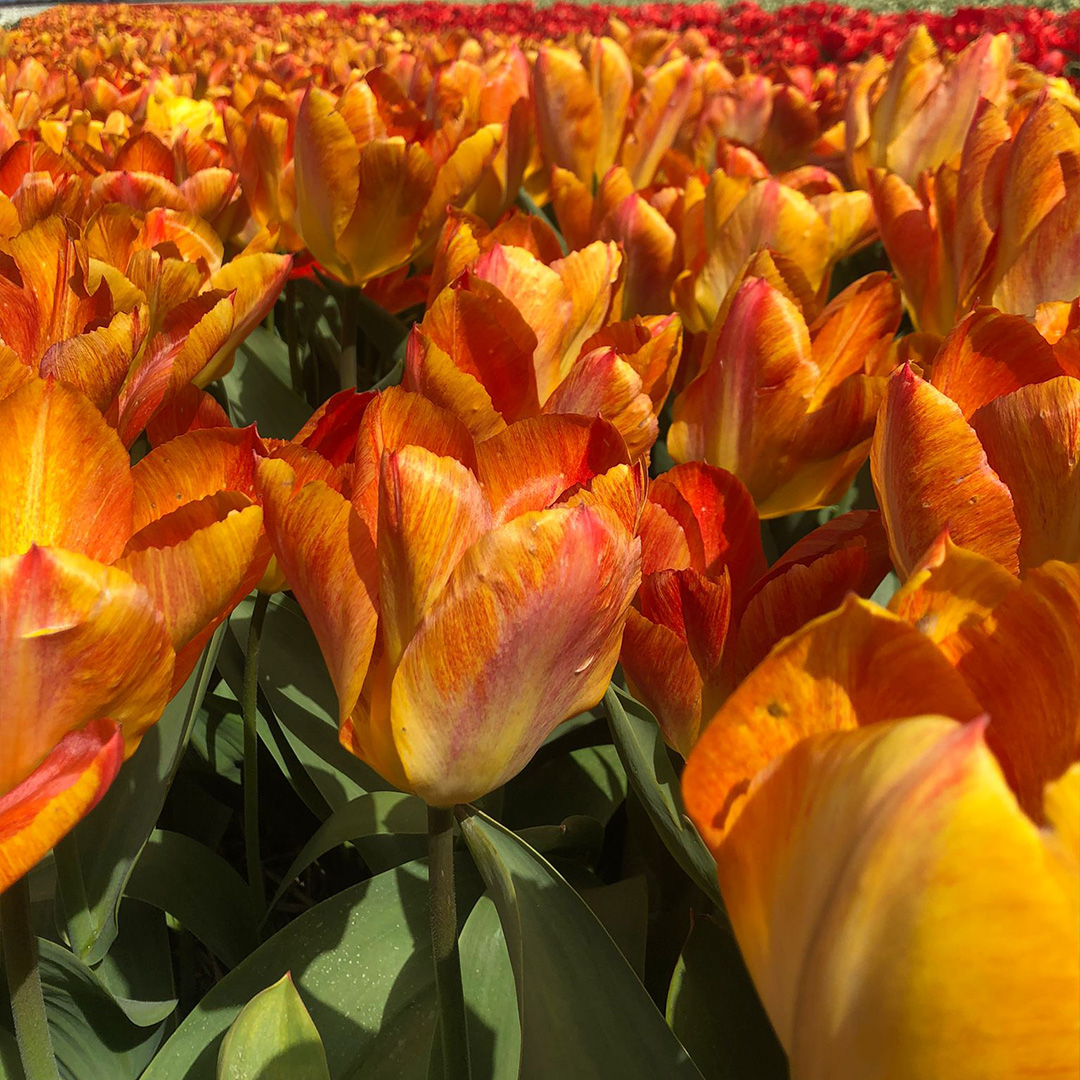 Tulp Flaming Sunrise