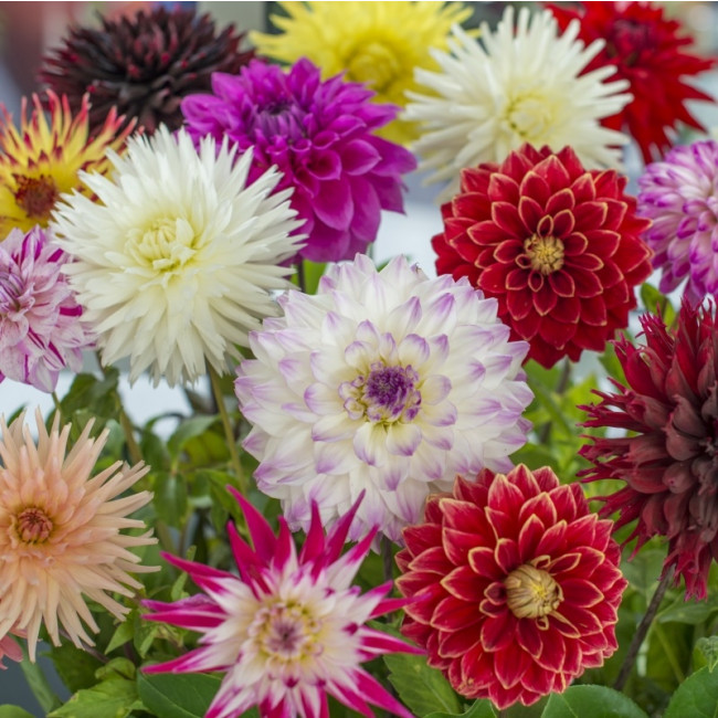 Cactus et Déco Dahlia mélange