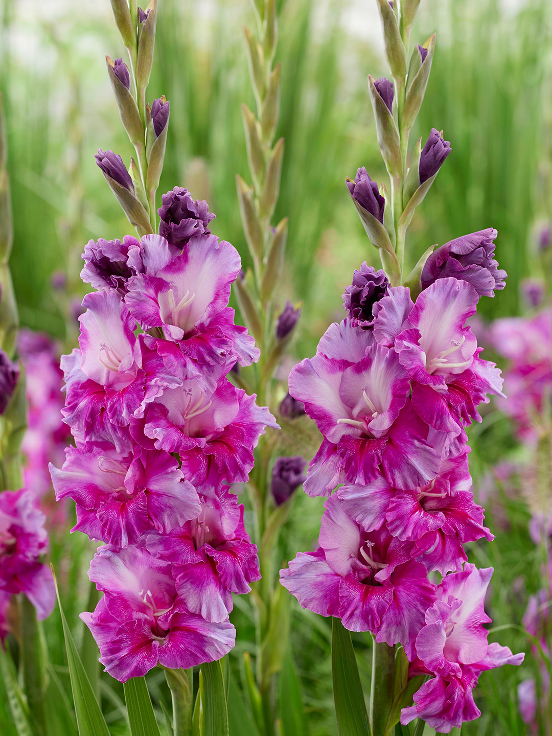 Gladiolus Purple Art