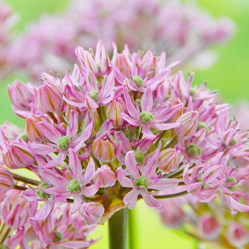Allium Pink Jewel