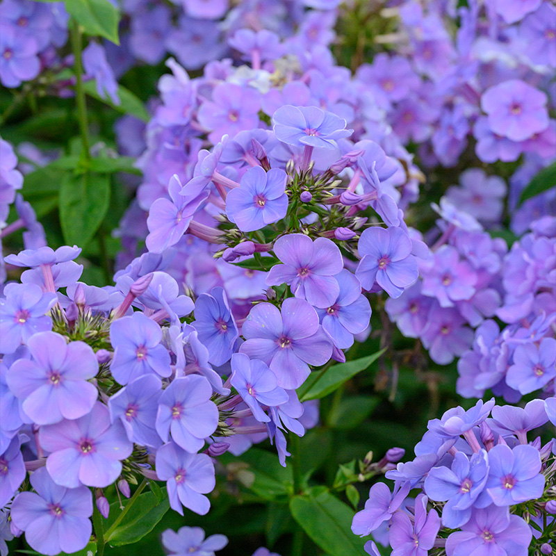 Phlox (P) 'Sw. Summer Ocean'