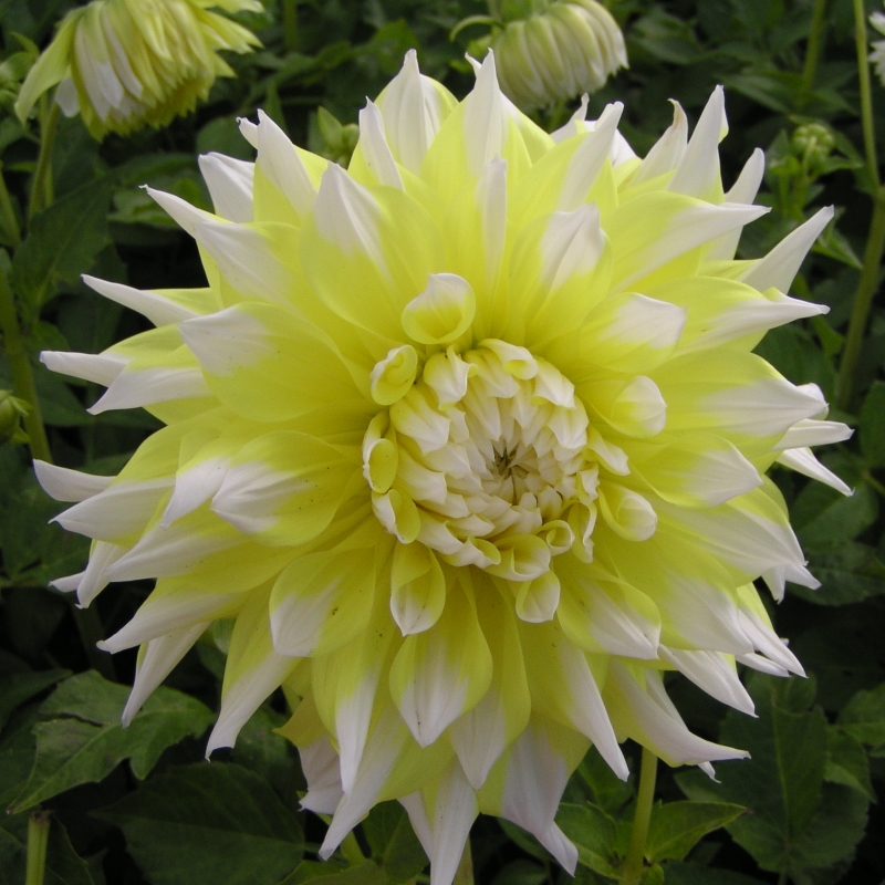 Dahlia Grand Prix