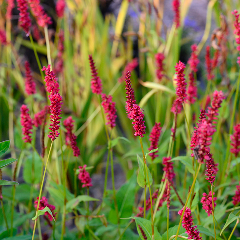 Renouée (Persicaria) amplexicaulis