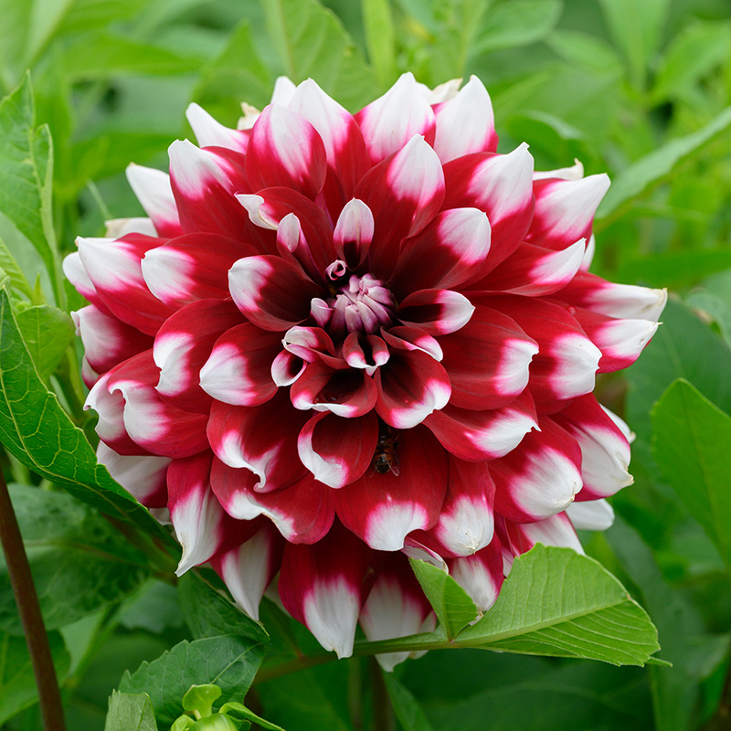 Dahlia Duet