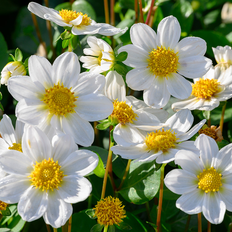 Dahlia Topmix Bambino (blanc)