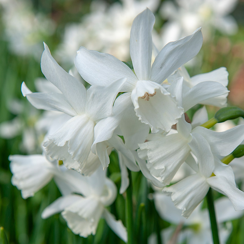 Emballage XLJonquille Thalia