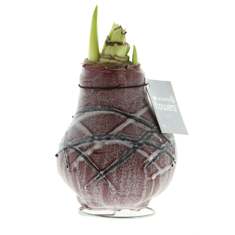 Wax Amaryllis Van Gogh Bordeaux