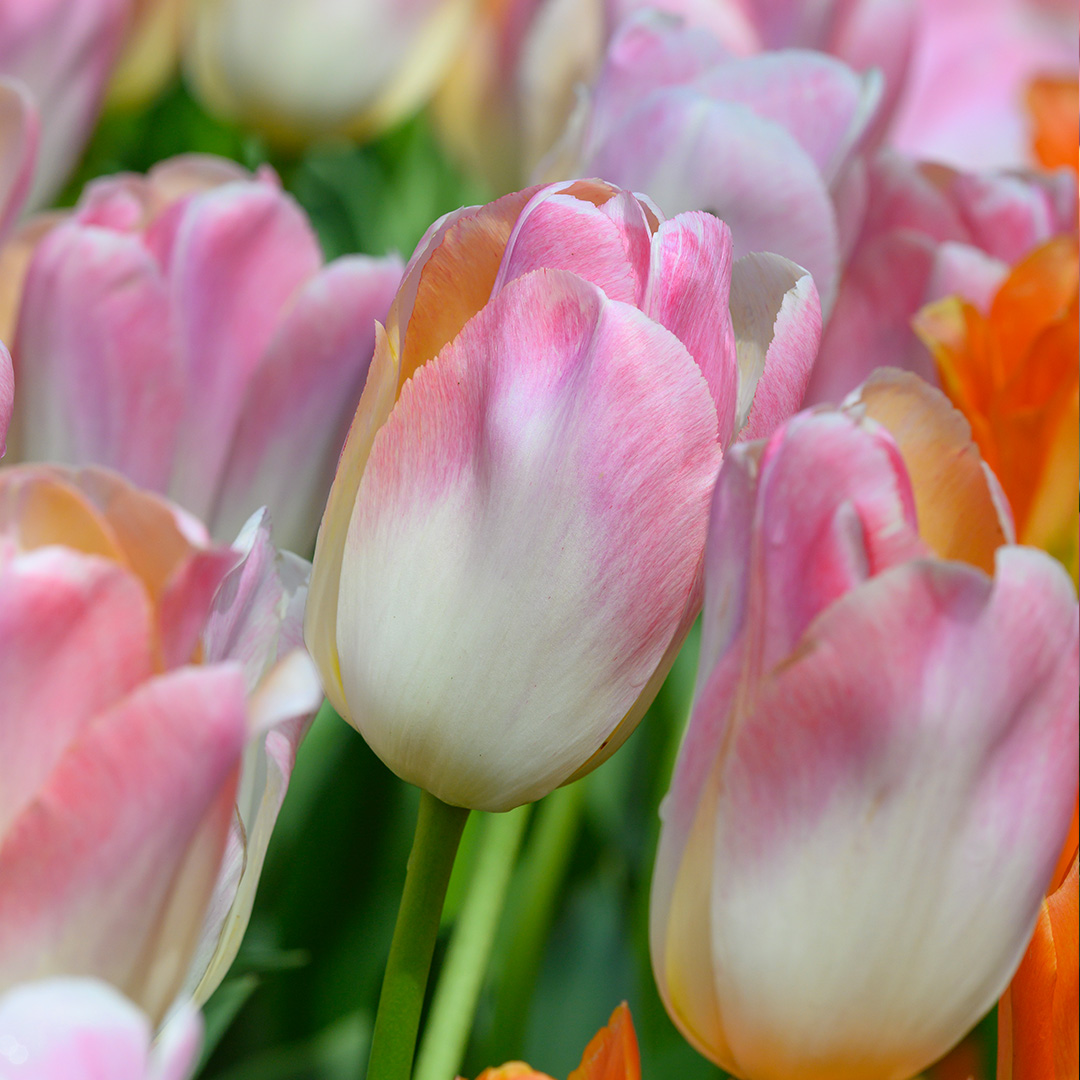 Tulp Kunyun