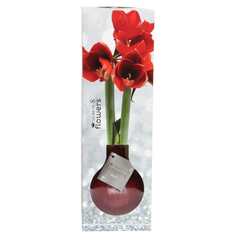 Boîte de Luxe Wax Amaryllis
