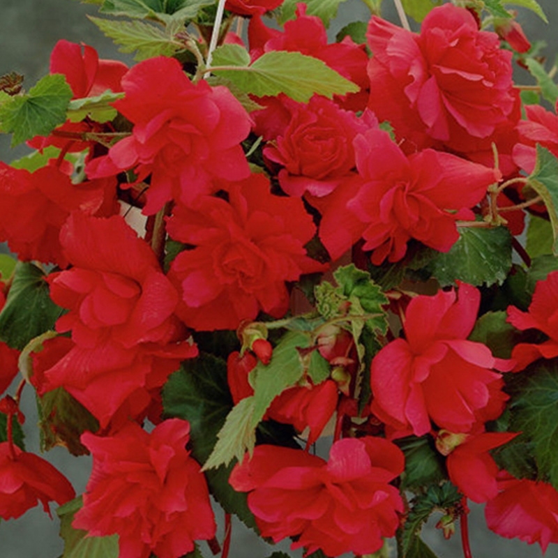 Bégonia pendula rouge