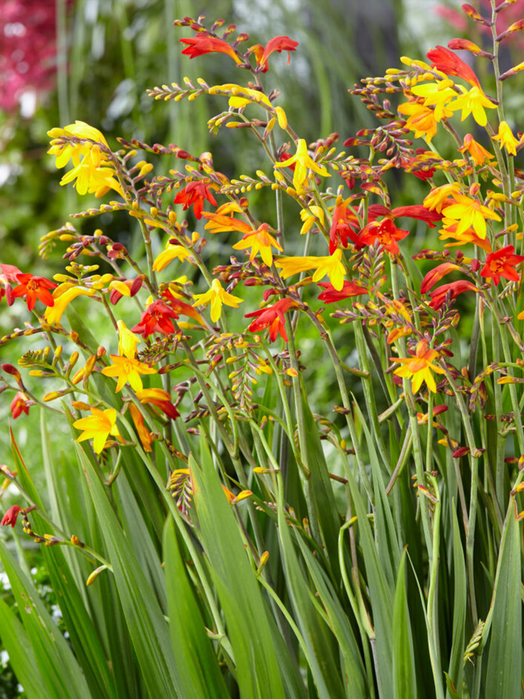 Crocosmia à grandes fleurs Mixte