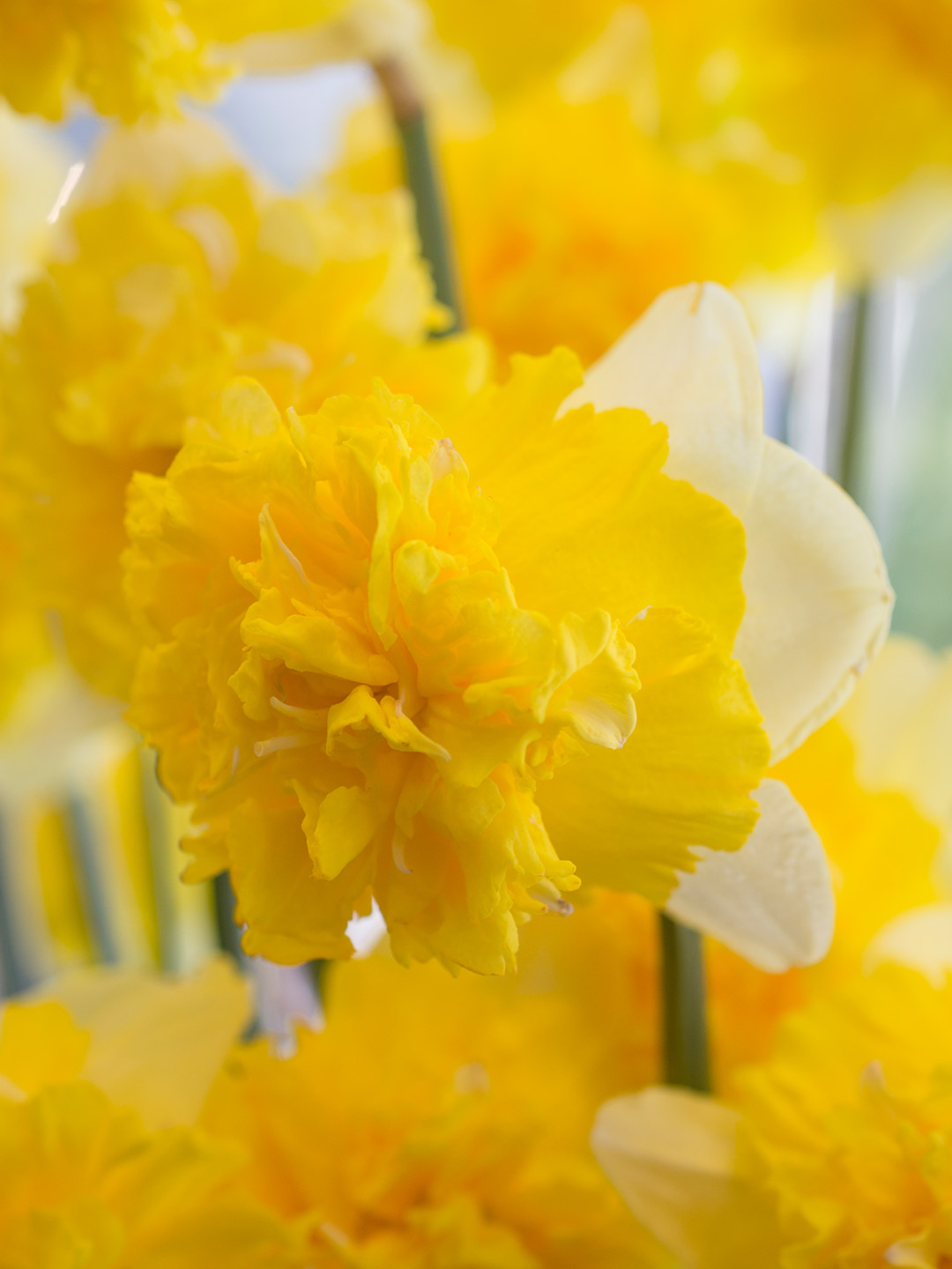 Jonquille Full House