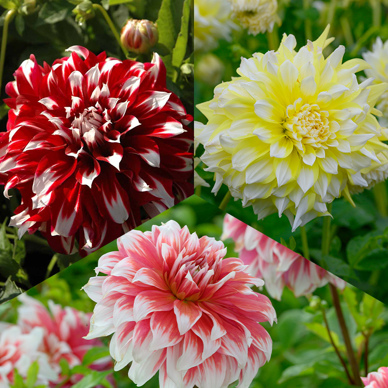 Collection de dahlia géants