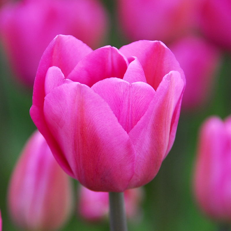 Emballage XL Tulipe Don Quichotte