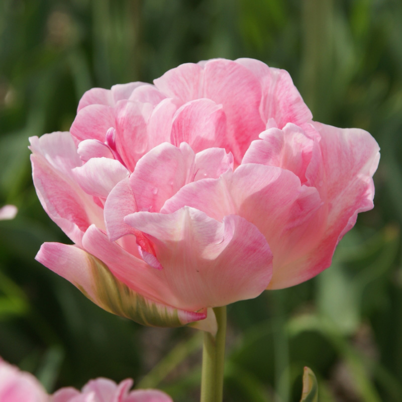 Tulipe Angelique
