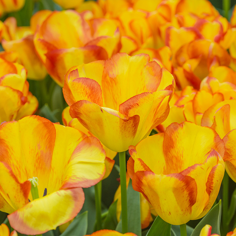 Tulipe Outbreak®