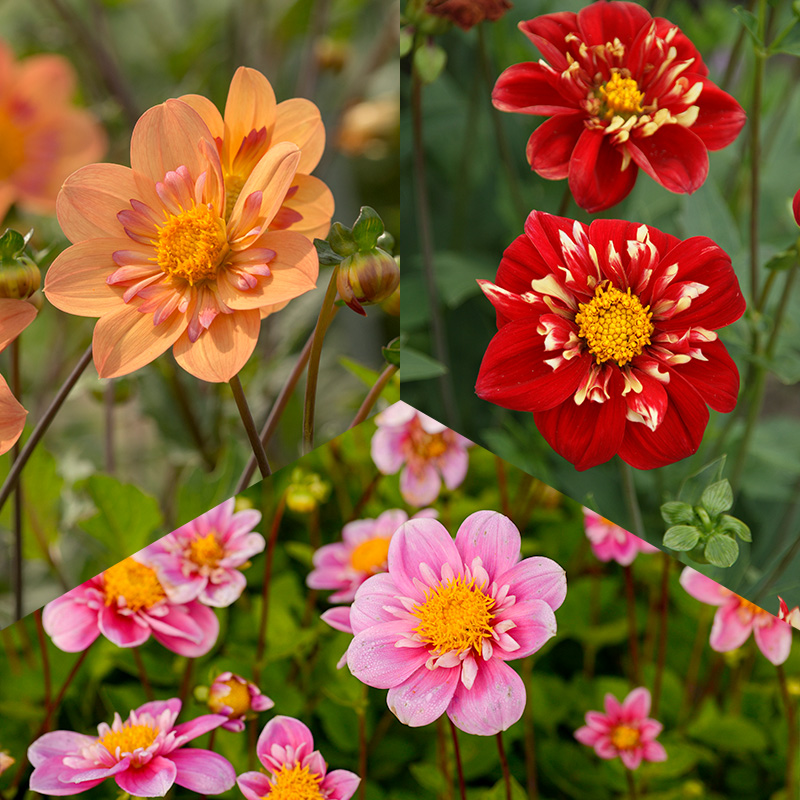Dahlia collection collarette
