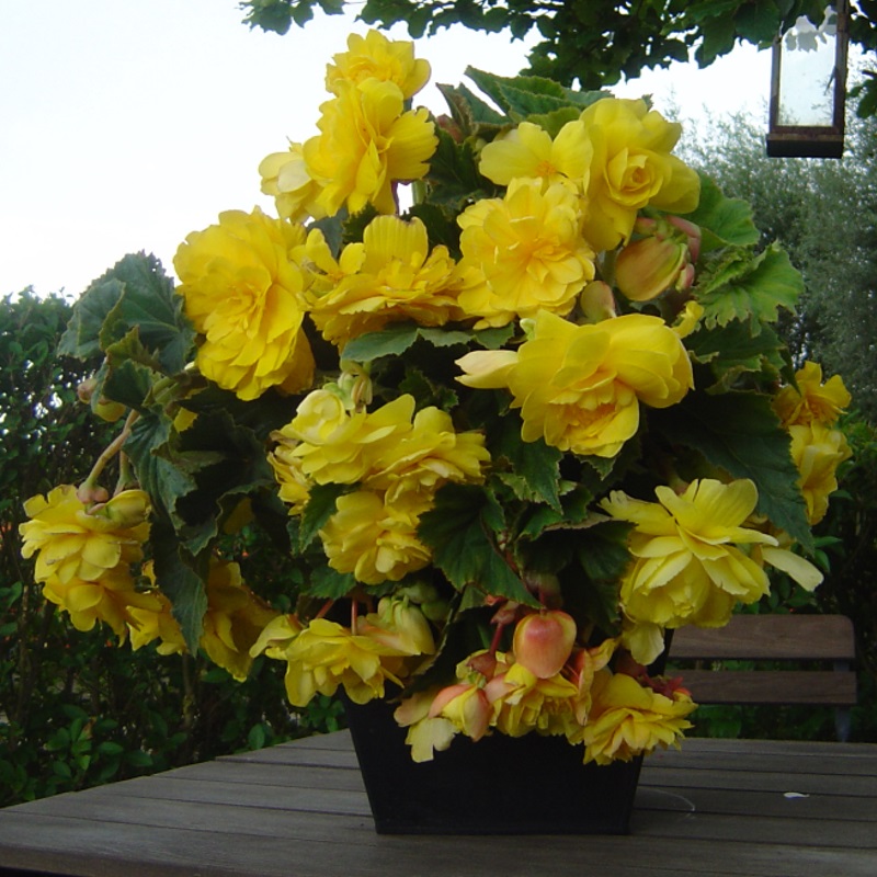 Bégonia pendula jaune