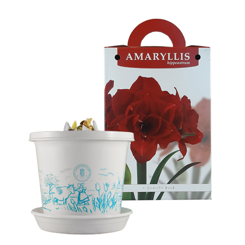 Amaryllis Cherry Nymph op pot in geschenkdoos