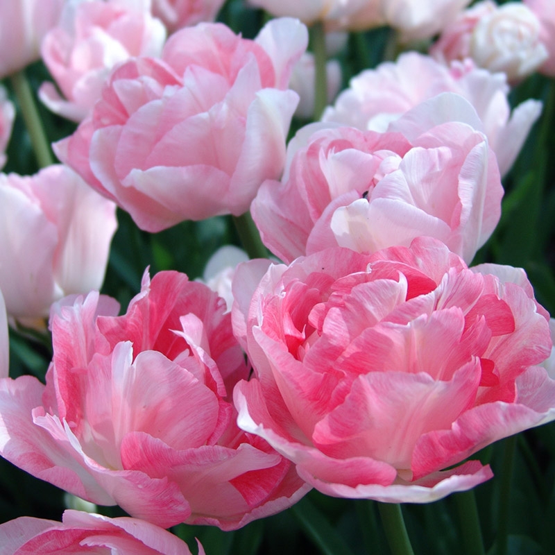 Emballage XL Tulipe Angelique